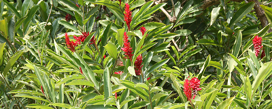 Red flowers against a backdrop of lush green foliage